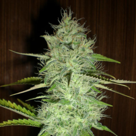 Chronic Auto | TanieSianie.pl