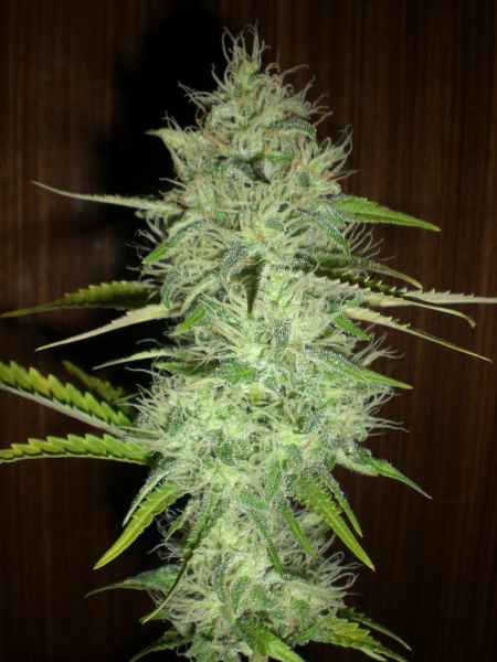 Chronic Auto | TanieSianie.pl