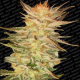 Ice Cream - PARADISE SEEDS | TanieSianie.pl