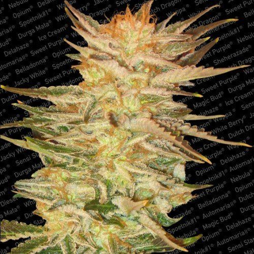 Ice Cream - PARADISE SEEDS | TanieSianie.pl