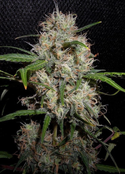 Dubai Poison Auto | TanieSianie.pl