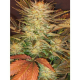 Ice Cream - PARADISE SEEDS | TanieSianie.pl