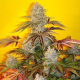 BubbleGum Auto | TanieSianie.pl