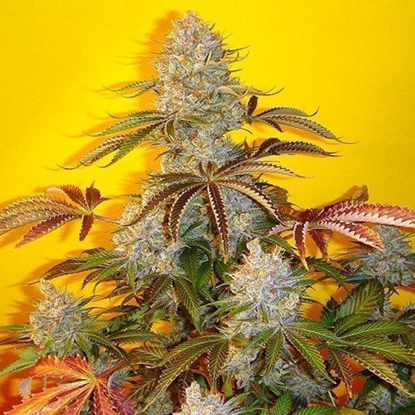 BubbleGum Auto | TanieSianie.pl