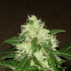 Lemon Skunk Auto | TanieSianie.pl