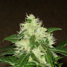 Lemon Skunk Auto | TanieSianie.pl