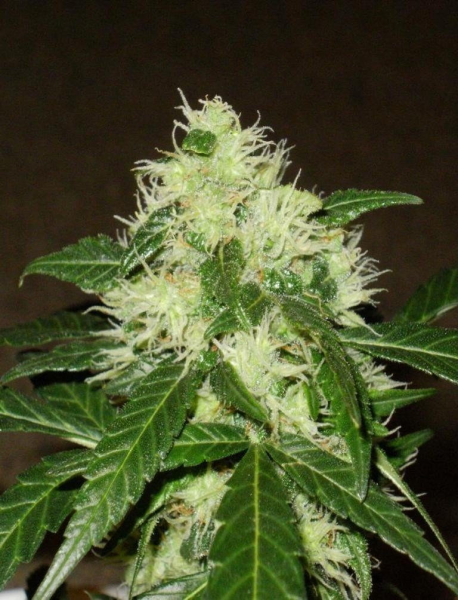 Lemon Skunk Auto | TanieSianie.pl