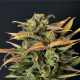 Auto Critical - CBD Seeds | TanieSianie.pl
