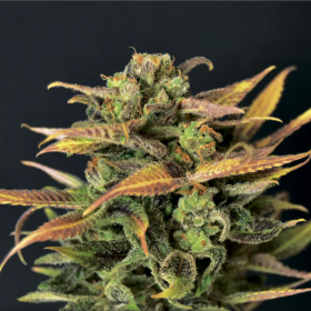 Auto Critical - CBD Seeds | TanieSianie.pl