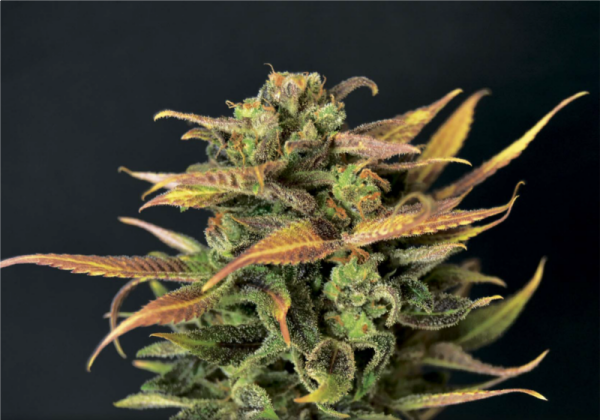 Auto Critical - CBD Seeds | TanieSianie.pl