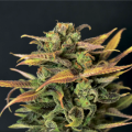 Auto Critical - CBD Seeds