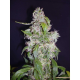Auto Diesel - CBD Seeds | TanieSianie.pl