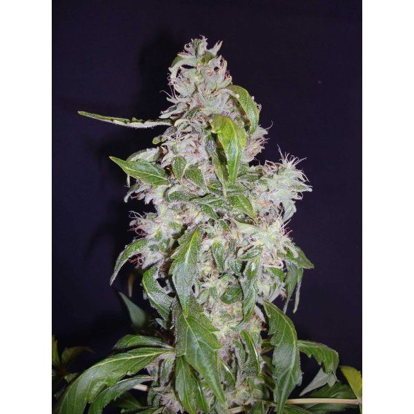 Auto Diesel - CBD Seeds | TanieSianie.pl