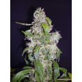 Auto Diesel - CBD Seeds