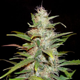 Auto Lavender - CBD Seeds | TanieSianie.pl