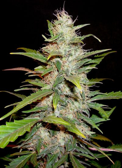 Auto Lavender - CBD Seeds | TanieSianie.pl