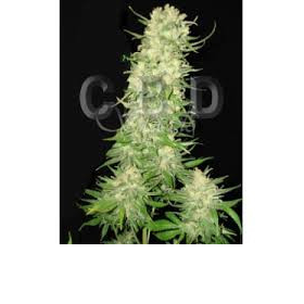 Auto Northern - CBD Seeds | TanieSianie.pl