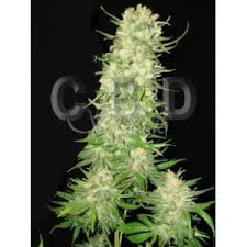 Auto Northern - CBD Seeds | TanieSianie.pl