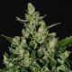 Auto Widow - CBD Seeds | TanieSianie.pl