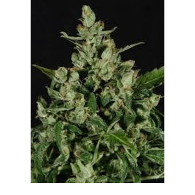 Auto Widow - CBD Seeds | TanieSianie.pl
