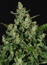 Auto Widow - CBD Seeds | TanieSianie.pl
