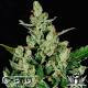 Auto Widow - CBD Seeds | TanieSianie.pl