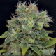 Auto Yumbolt - CBD Seeds | TanieSianie.pl