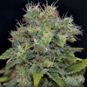 Auto Yumbolt - CBD Seeds | TanieSianie.pl