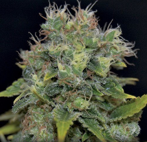 Auto Yumbolt - CBD Seeds | TanieSianie.pl