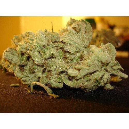 Ice Cream - PARADISE SEEDS | TanieSianie.pl