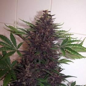 Purple Kush Auto | TanieSianie.pl