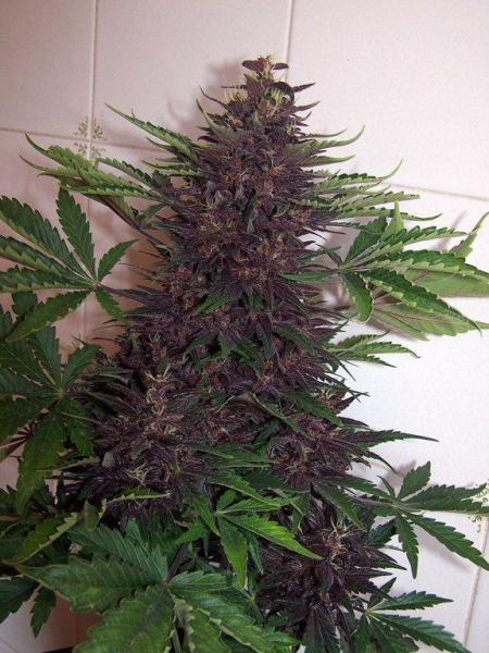 Purple Kush Auto | TanieSianie.pl