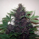 Purple Kush Auto | TanieSianie.pl