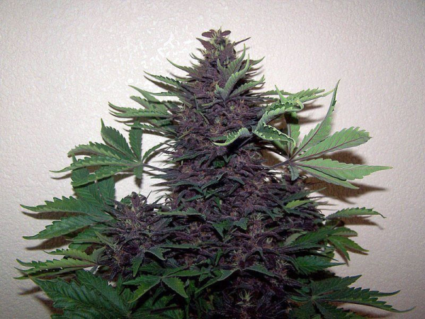 Purple Kush Auto | TanieSianie.pl