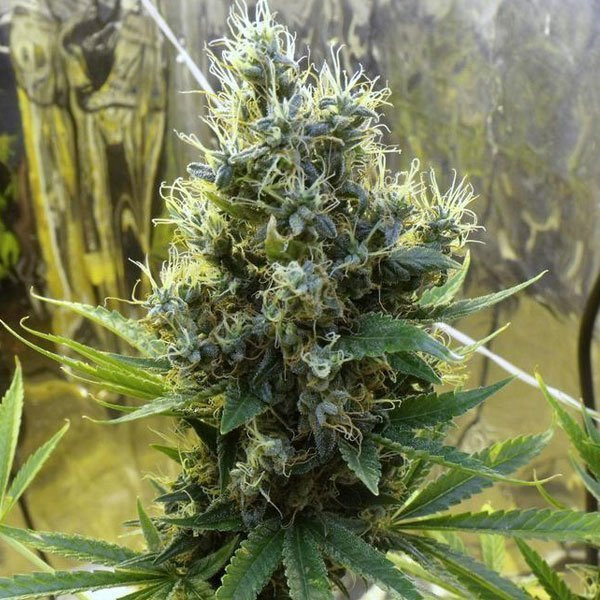 Sour Diesel Auto | TanieSianie.pl