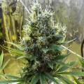 Sour Diesel Auto
