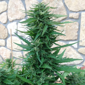 Sweet Tooth Auto | TanieSianie.pl