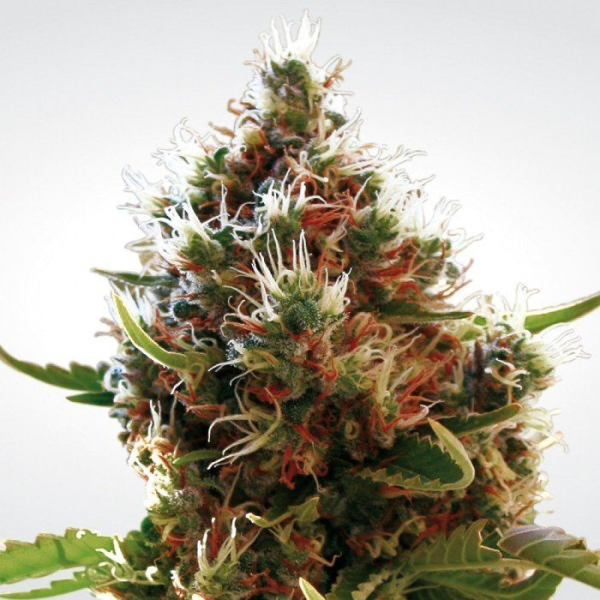 Lucid Bolt - PARADISE SEEDS | TanieSianie.pl