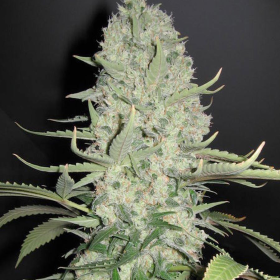 Big Bud | TanieSianie.pl