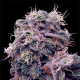 Blueberry | TanieSianie.pl