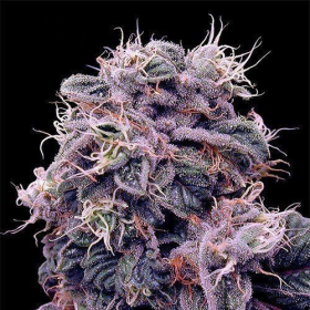 Blueberry | TanieSianie.pl