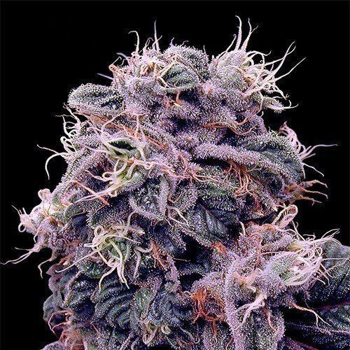 Blueberry | TanieSianie.pl