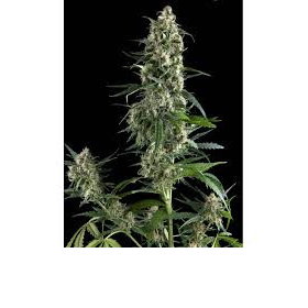 Amnesia Gold - PYRAMID SEEDS | TanieSianie.pl