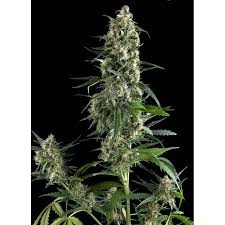 Amnesia Gold - PYRAMID SEEDS | TanieSianie.pl