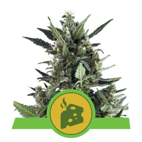 Blue Cheese Auto - ROYAL QUEEN SEEDS | TanieSianie.pl