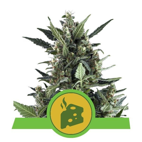 Blue Cheese Auto - ROYAL QUEEN SEEDS | TanieSianie.pl
