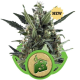 Blue Cheese Auto - ROYAL QUEEN SEEDS | TanieSianie.pl