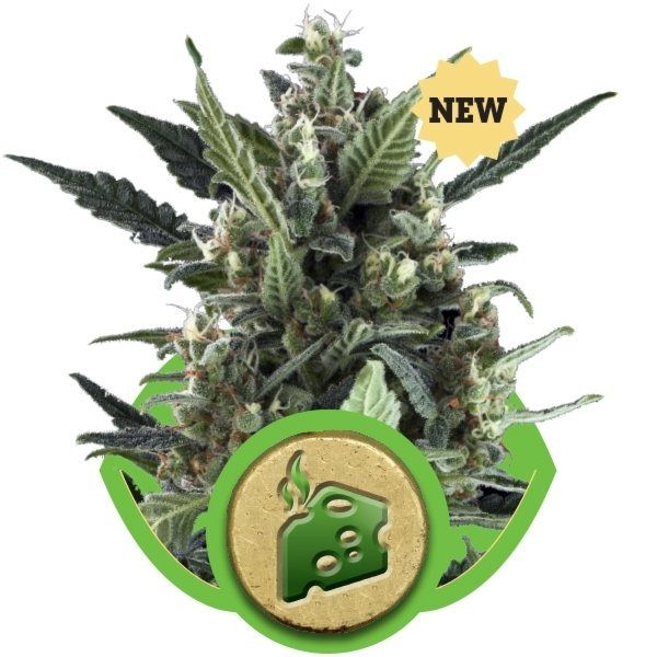 Blue Cheese Auto - ROYAL QUEEN SEEDS | TanieSianie.pl