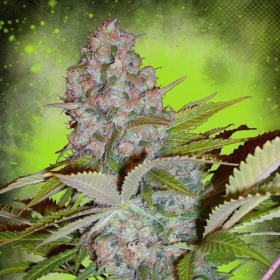 Auto Cheese NL - MINISTRY OF CANNABIS | TanieSianie.pl