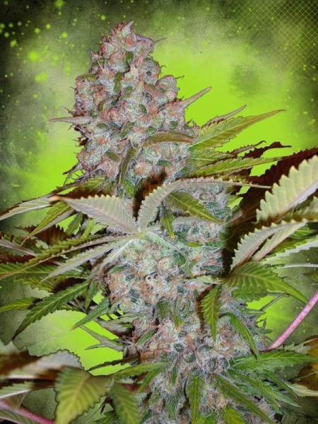 Auto Cheese NL - MINISTRY OF CANNABIS | TanieSianie.pl